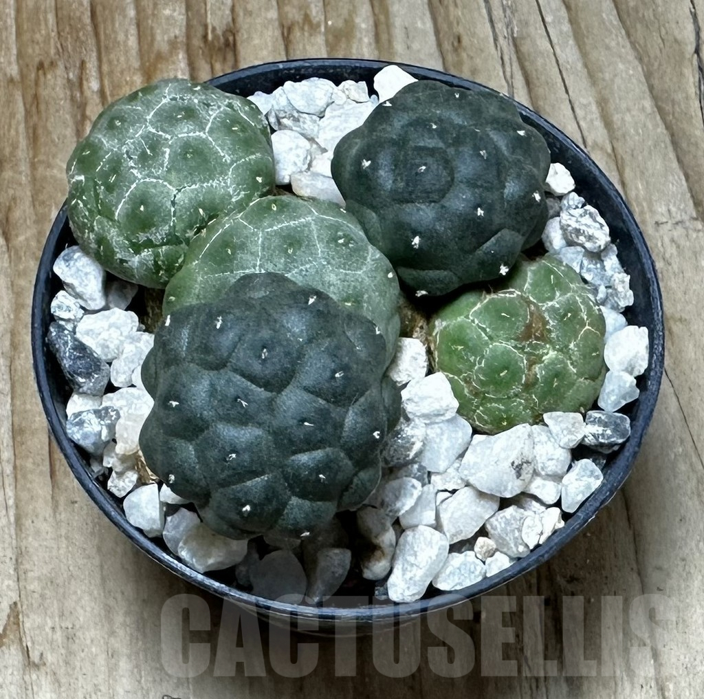 SHPR31066 Puna bonnieae f. inermis -Prov. Catamarca, 2500 to 3,300m, Argentina- - Obrázek 2