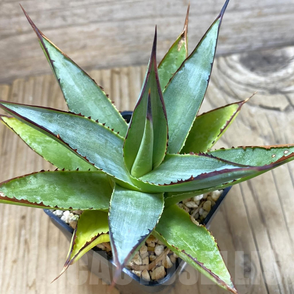 SHPR30096 Agave ‘Green Glow’