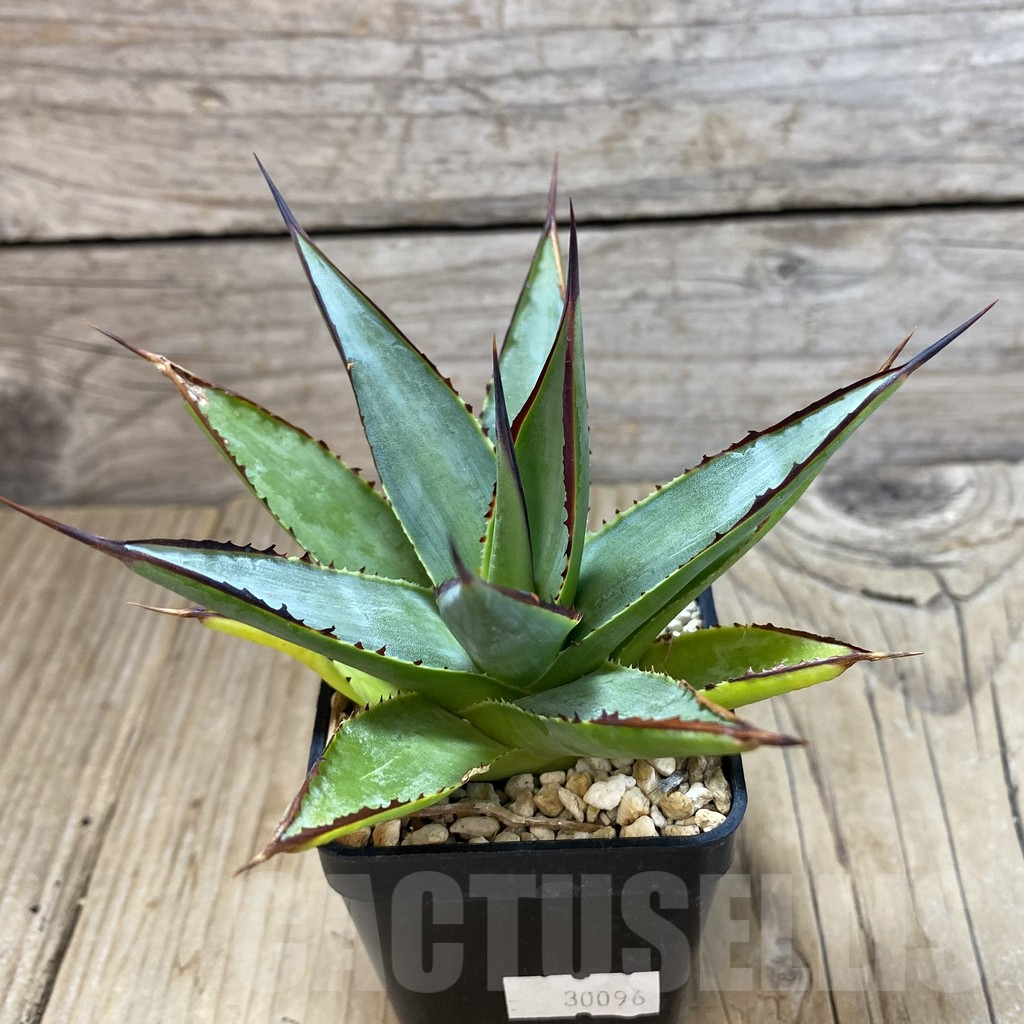 SHPR30096 Agave ‘Green Glow’ - immagine 2