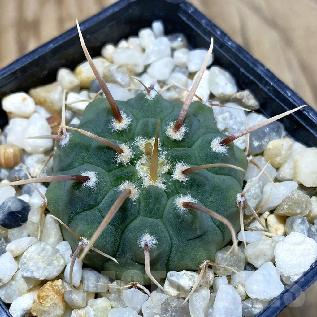 SH3000 Gymnocalycium vatteri -Long spines-