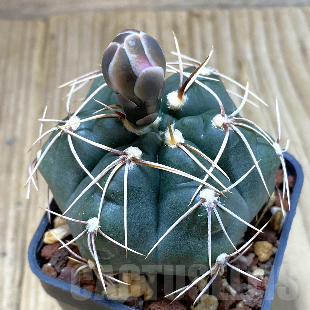 SH3888 Gymnocalycium sp. gaponii VG 309 -Cordoba, Argentina-
