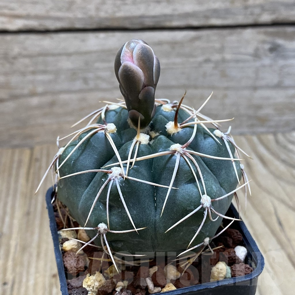 SH3888 Gymnocalycium sp. gaponii VG 309 -Cordoba, Argentina- - immagine 2