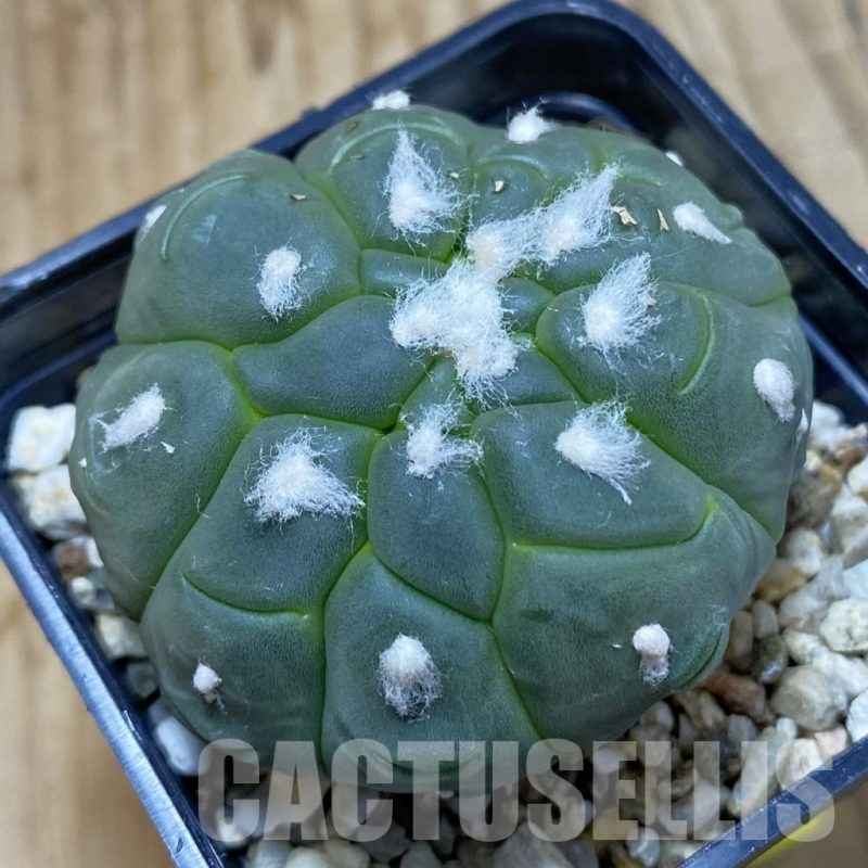 SH4672 Astrophytum asterias ‘Kikko Lizard Skin’