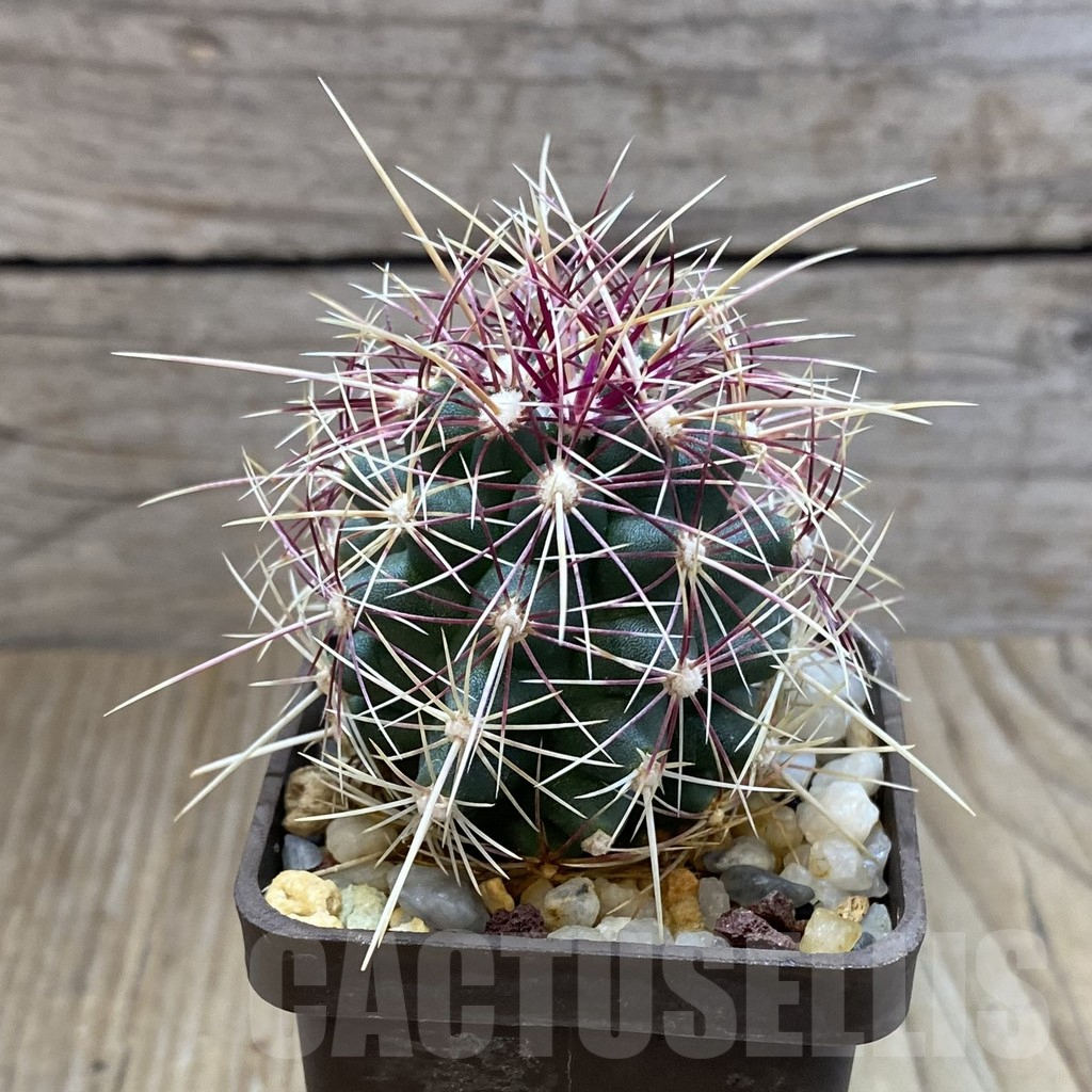 SH5208 Thelocactus bicolor v. flavidispinus, Texas – Image 2