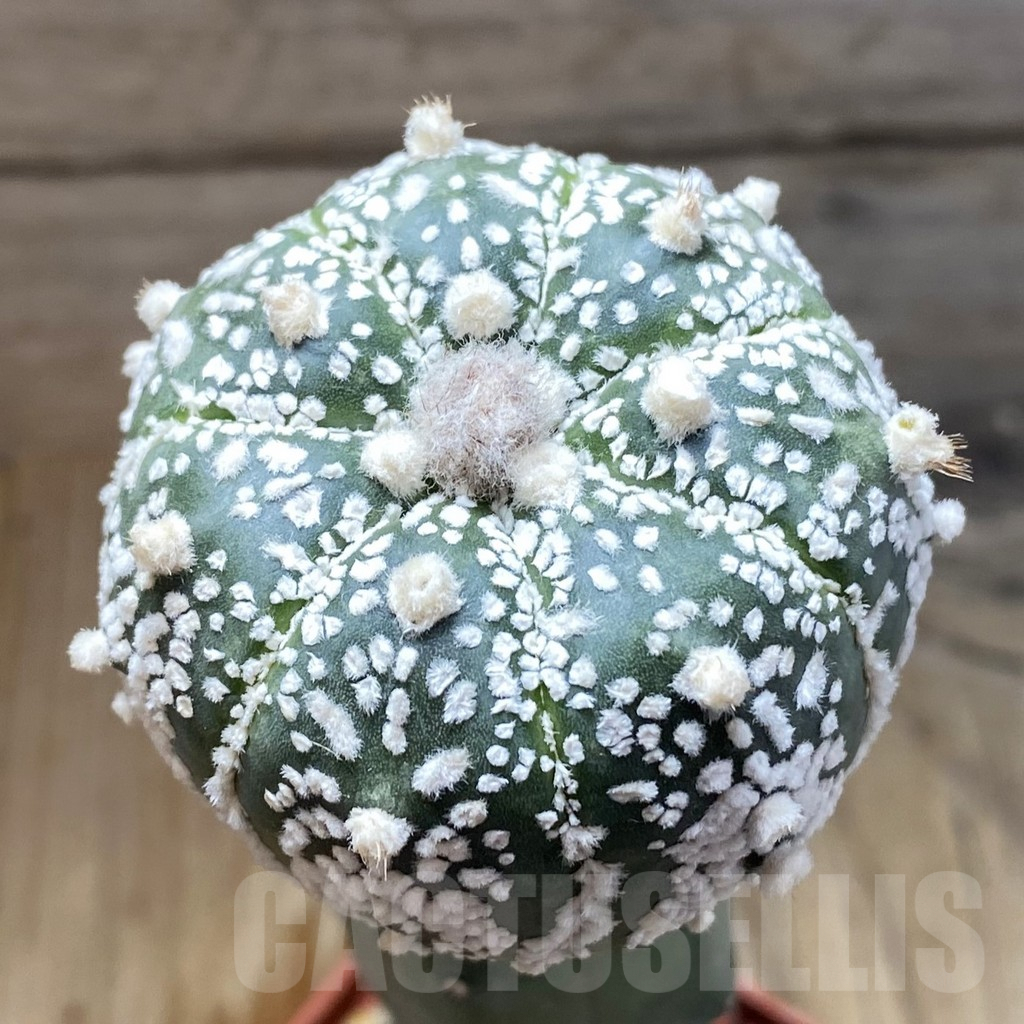 SH5213 Astrophytum asterias 'Super Kabuto' 7-ribs, grafted