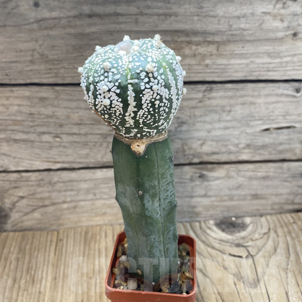 SH5213 Astrophytum asterias 'Super Kabuto' 7-ribs, grafted - immagine 2