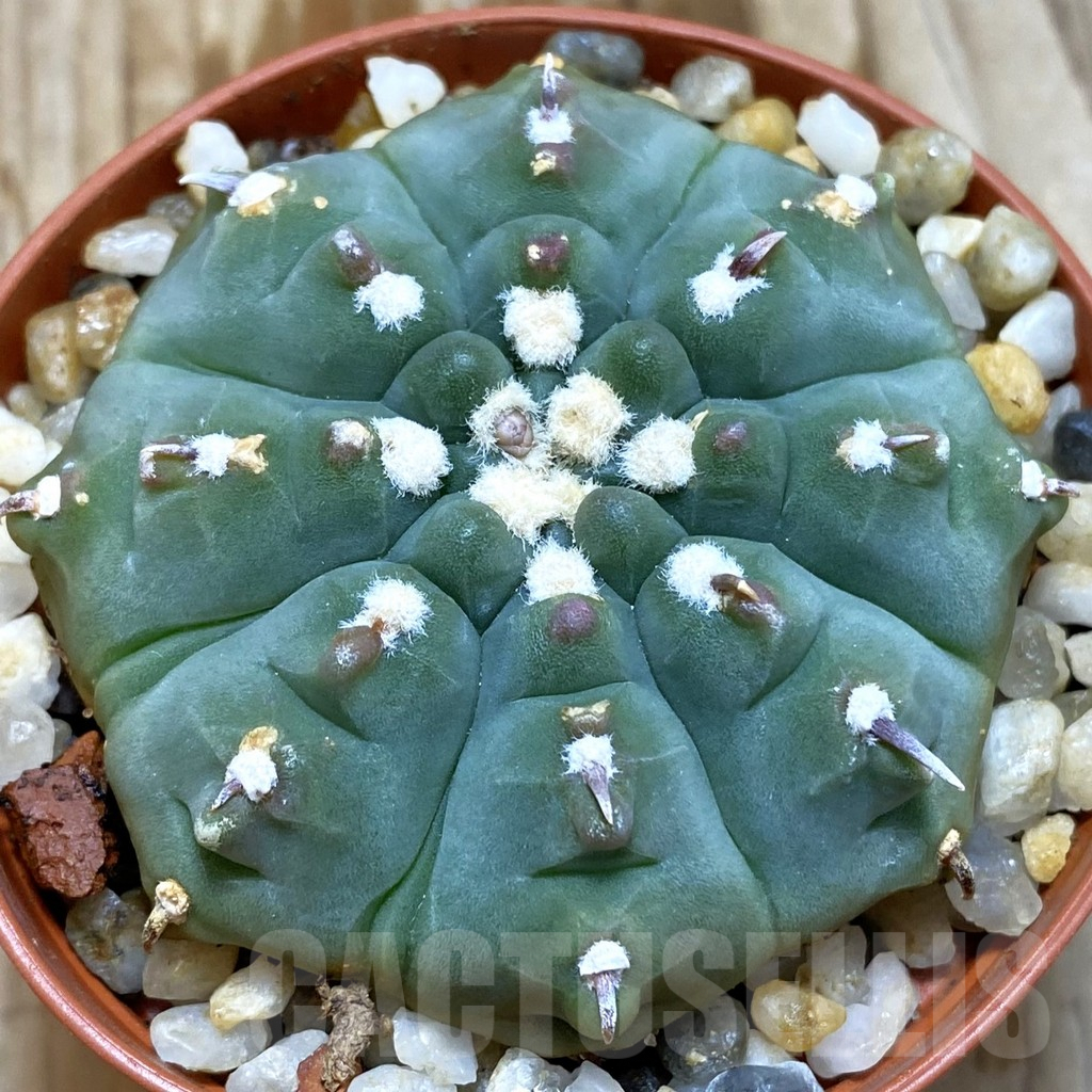 SH5214 Gymnocalycium vatteri v. unguispinum