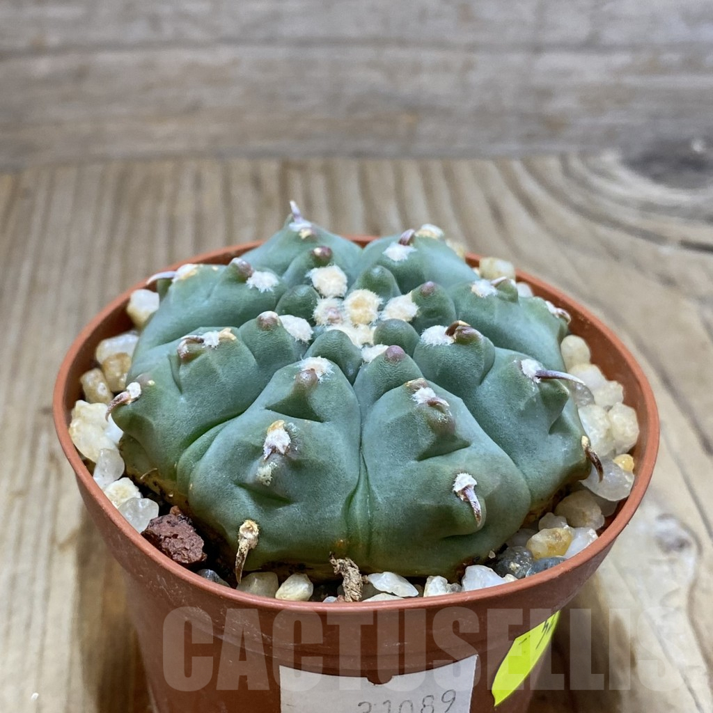 SH5214 Gymnocalycium vatteri v. unguispinum - immagine 2