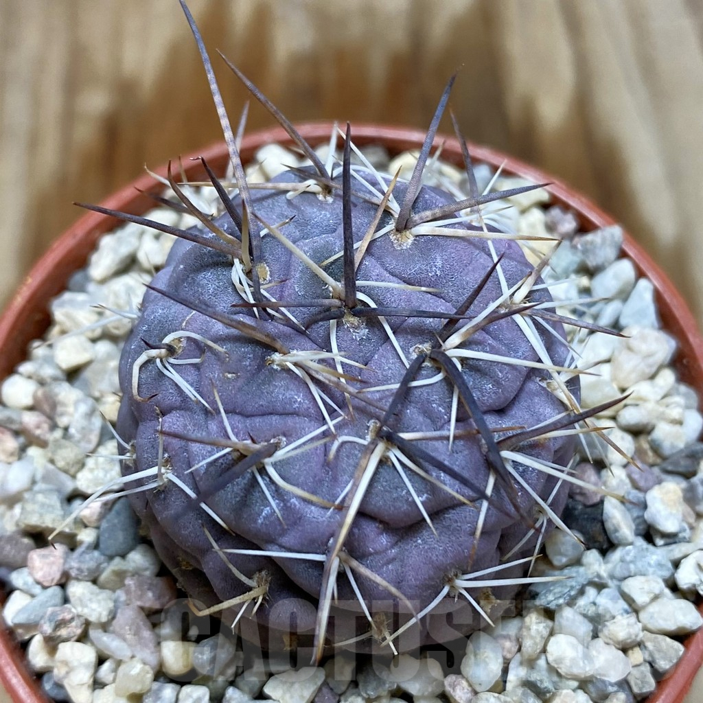 SH5216 Tephrocactus geometricus