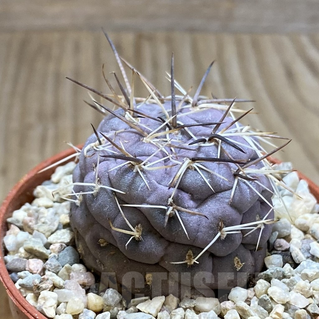 SH5216 Tephrocactus geometricus - Image 2