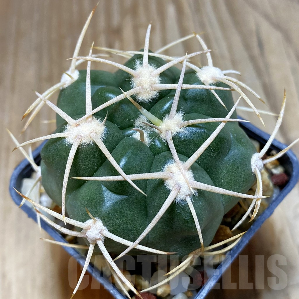 SH5218 Gymnocalycium orientale v. vikulovii Tom 752/1, Yacanto de Calamuchita, Argentina