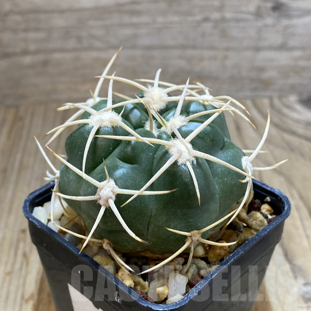 SH5218 Gymnocalycium orientale v. vikulovii Tom 752/1, Yacanto de Calamuchita, Argentina - Image 2
