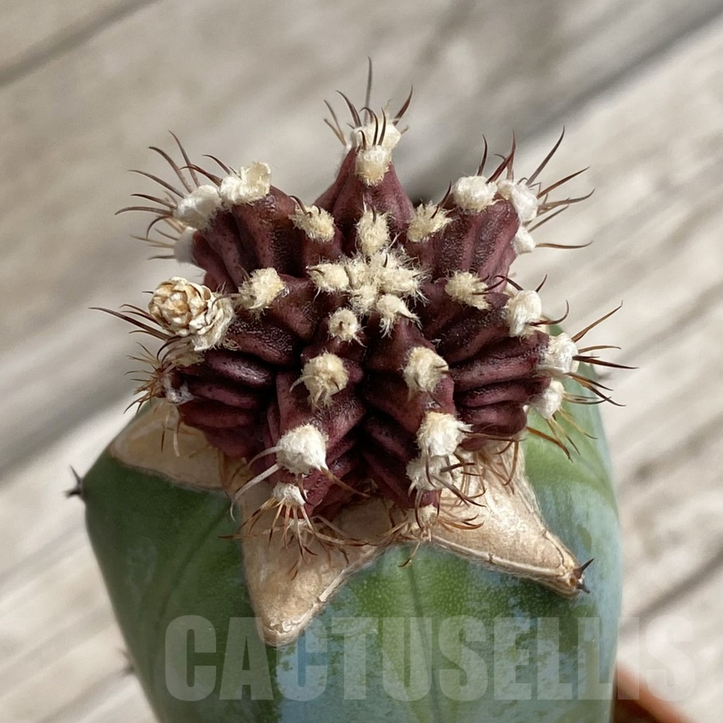 SH5226 Gymnocalycium mihanovichii ‘T-rex’,grafting