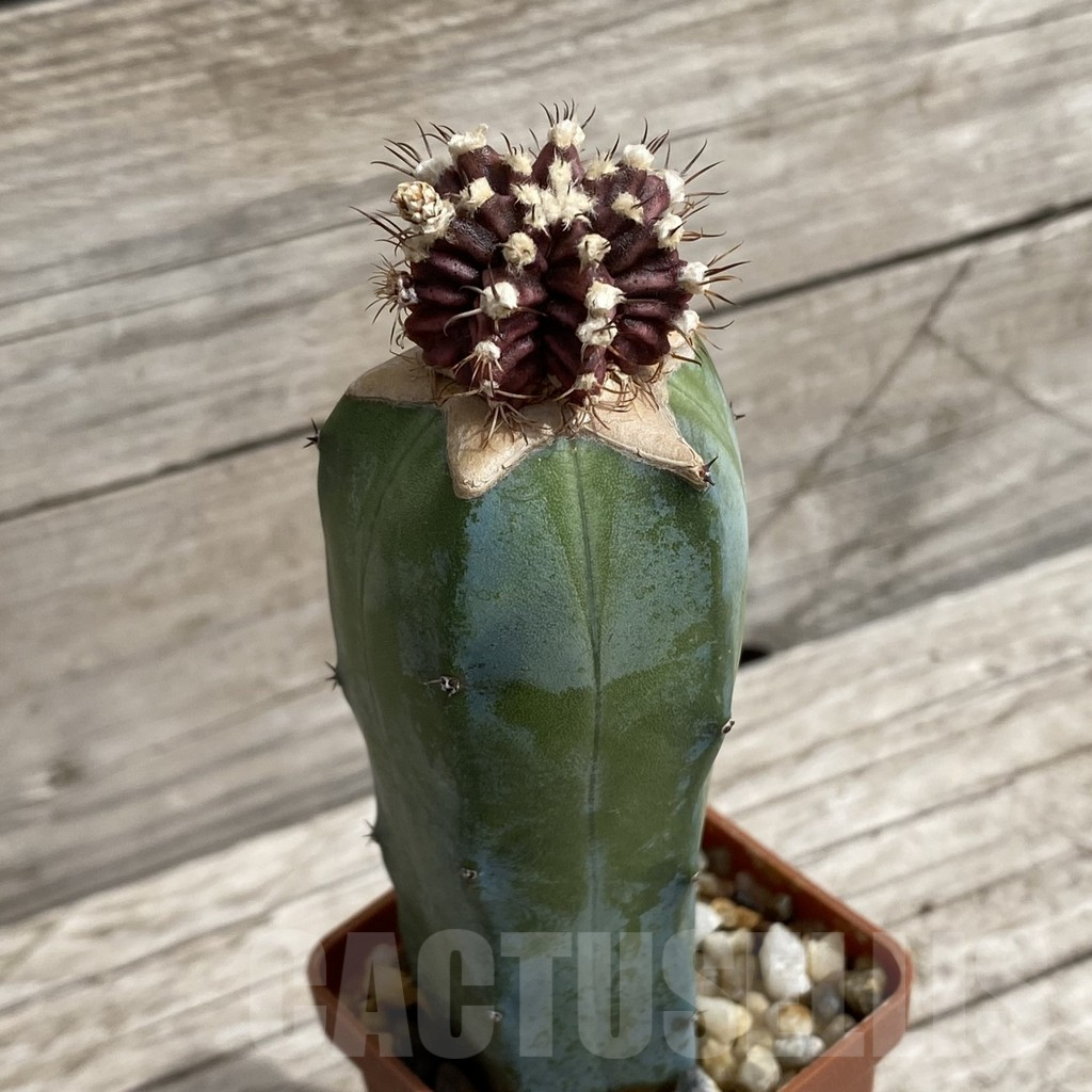 SH5226 Gymnocalycium mihanovichii ‘T-rex’,grafting - Imagen 2