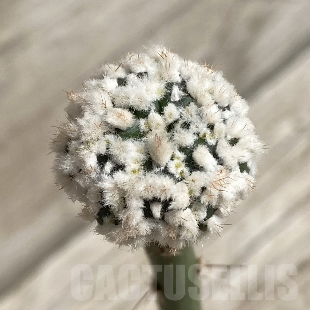 SH5234 Astrophytum asterias ‘Hanazono’, grafted