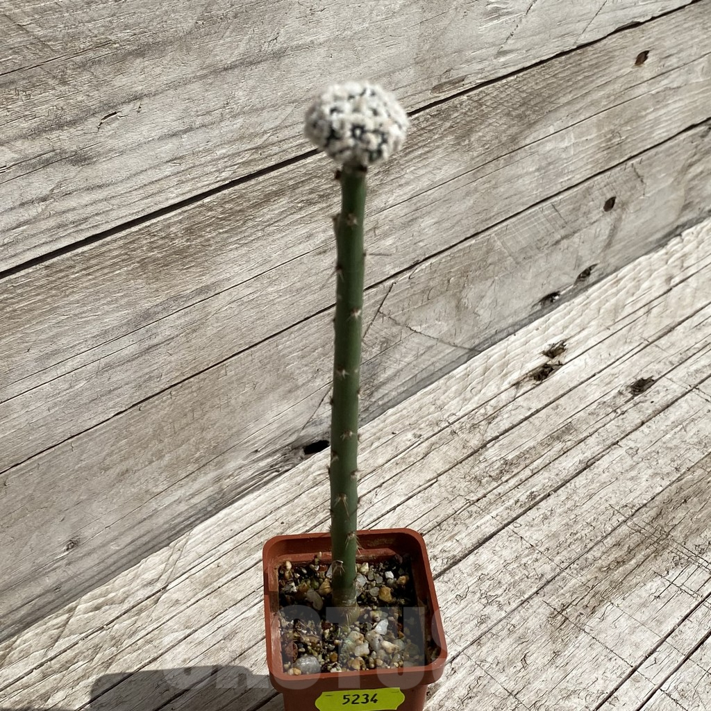 SH5234 Astrophytum asterias ‘Hanazono’, grafted - Image 2