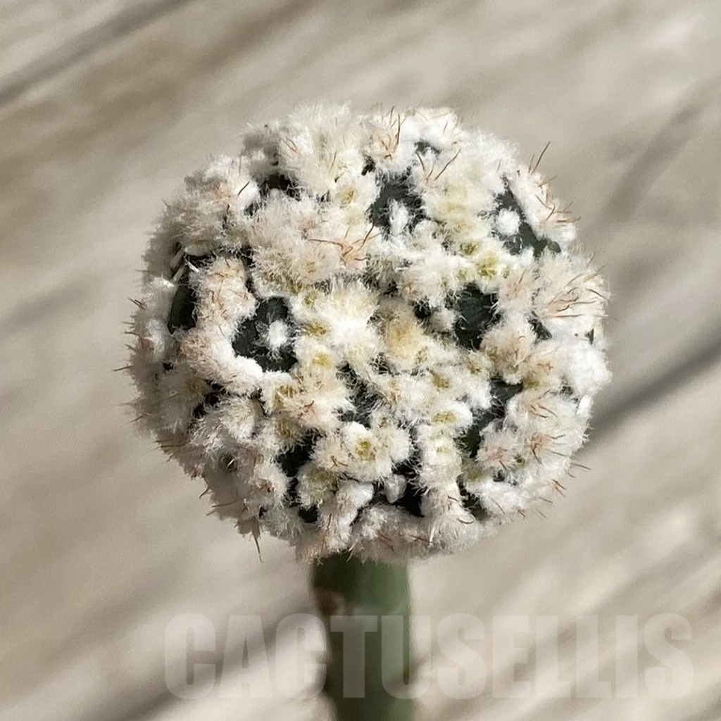 SH5235 Astrophytum asterias ‘Hanazono’, grafted