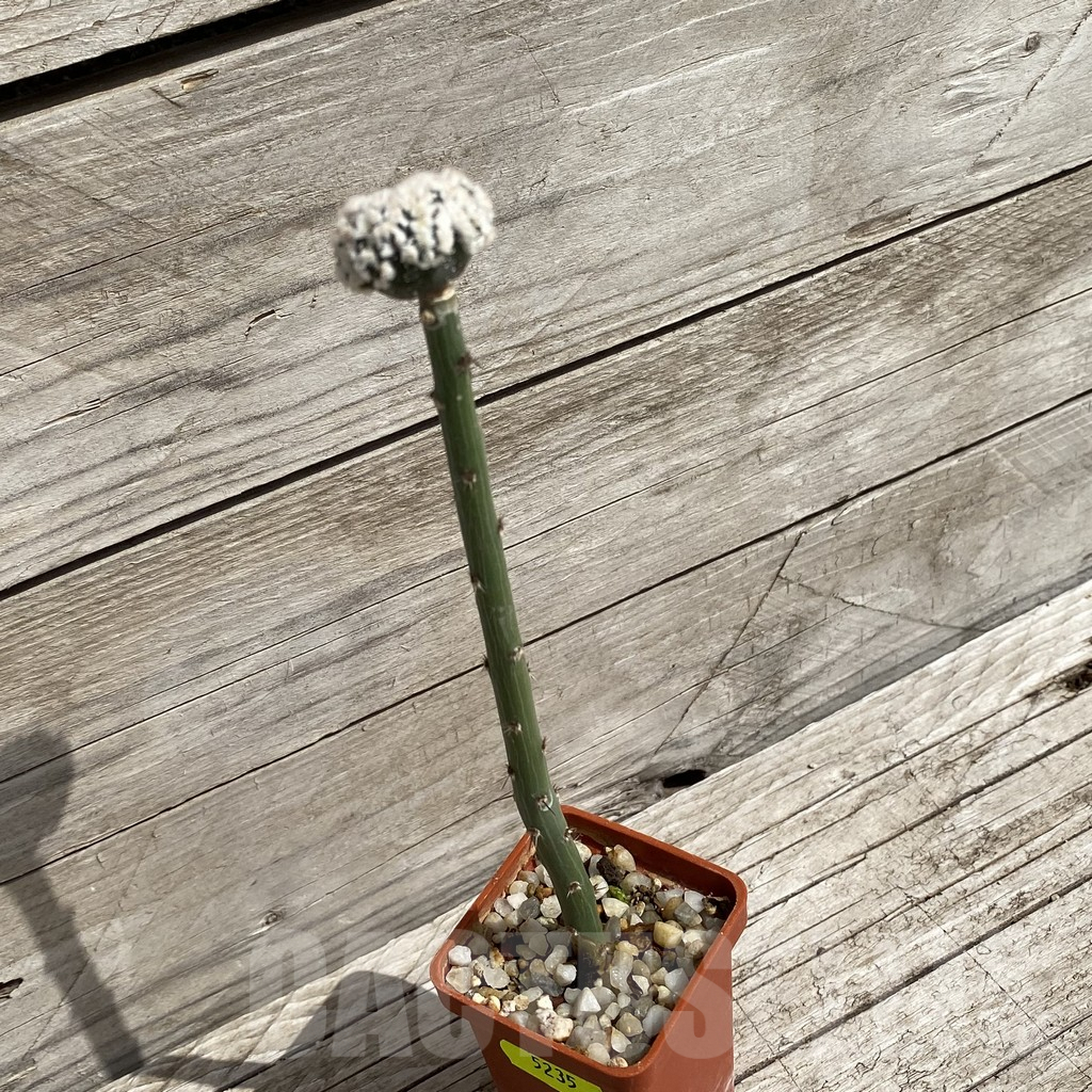 SH5235 Astrophytum asterias ‘Hanazono’, grafted - Image 2