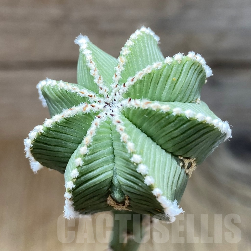 SH5237 Aztekium hintonii VM 148, seedling