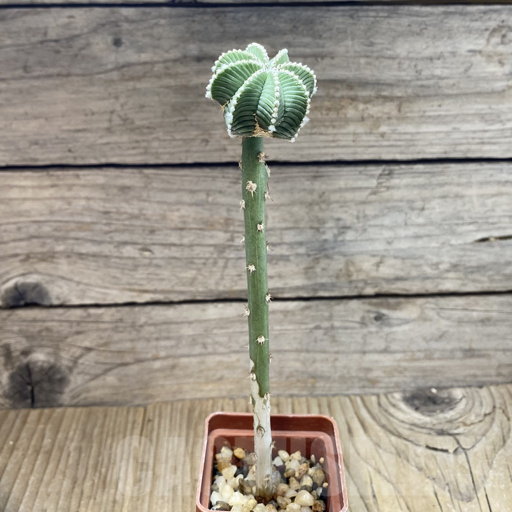 SH5237 Aztekium hintonii VM 148, seedling - Image 2