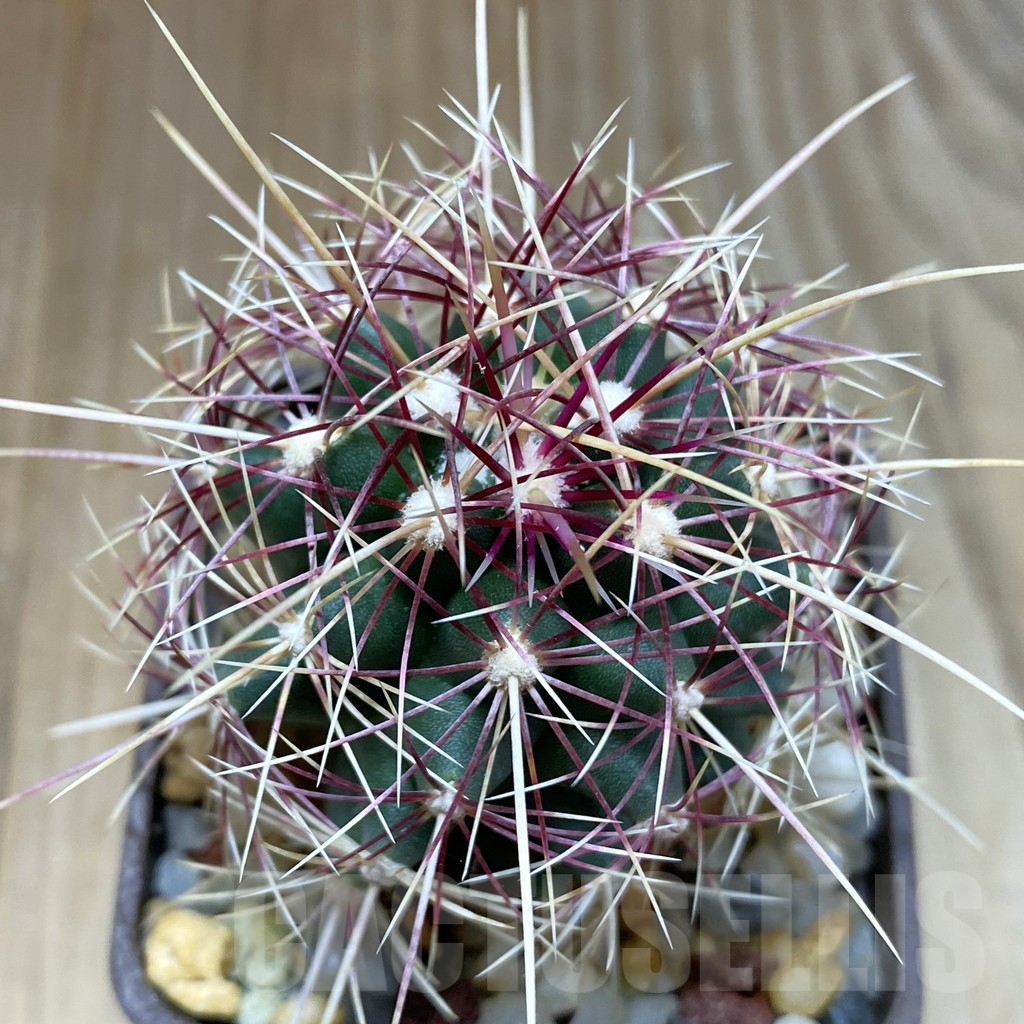 SH5208 Thelocactus bicolor v. flavidispinus, Texas