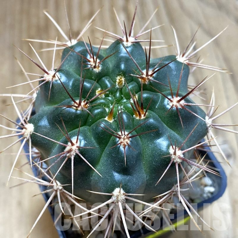 SH5432 Gymnocalycium neuhuberi