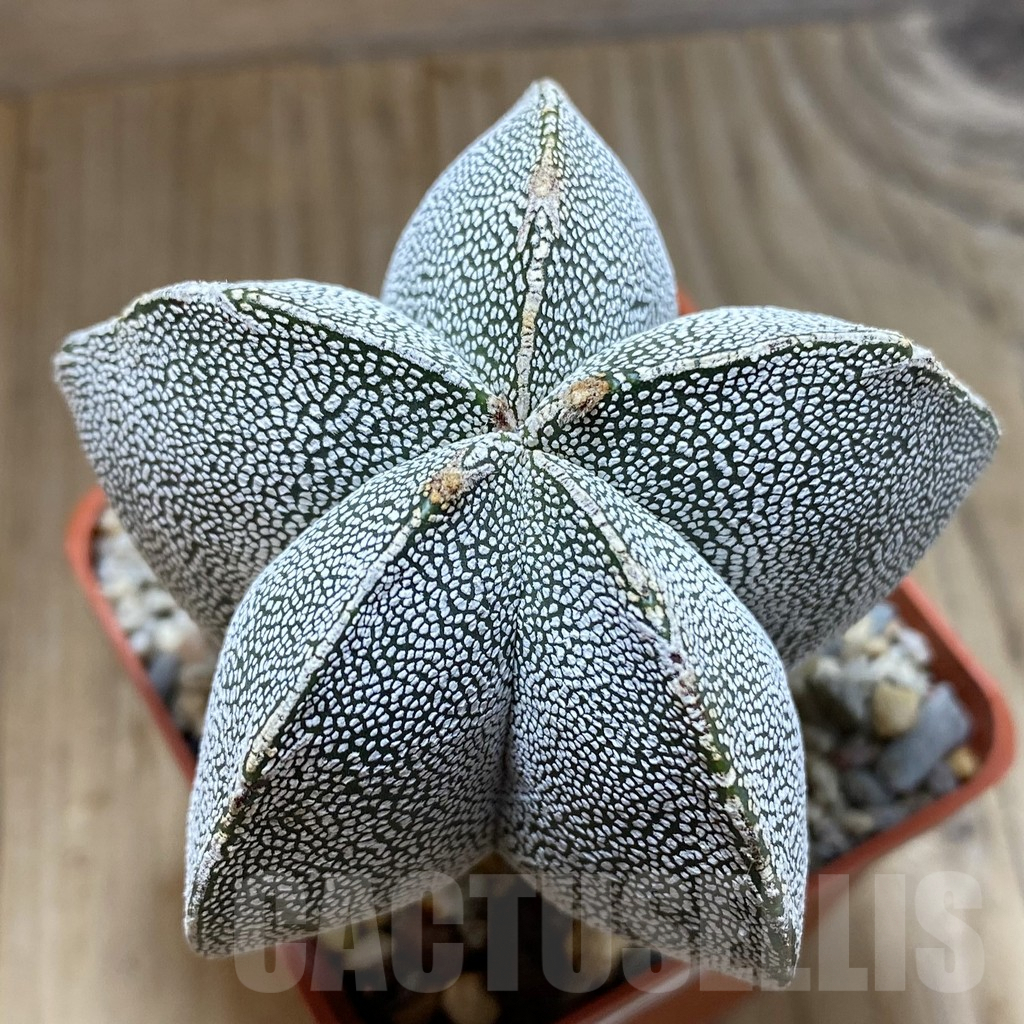 SH5434 Astrophytum myriostigma ‘Onzuka’