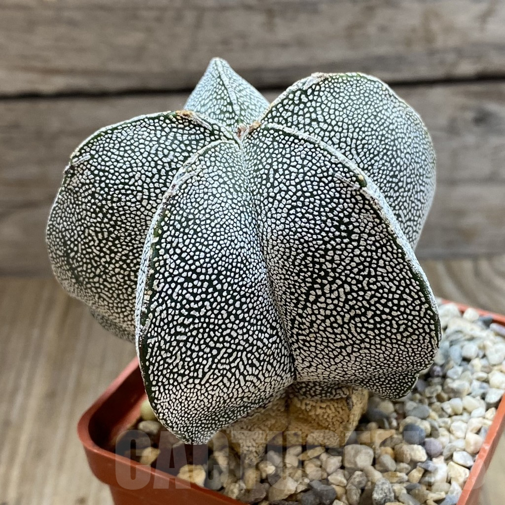 SH5434 Astrophytum myriostigma ‘Onzuka’ - Image 2