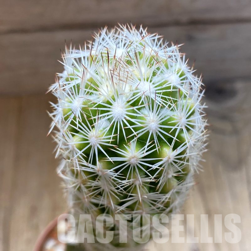 SH5438 Escobaria grata f. variegata