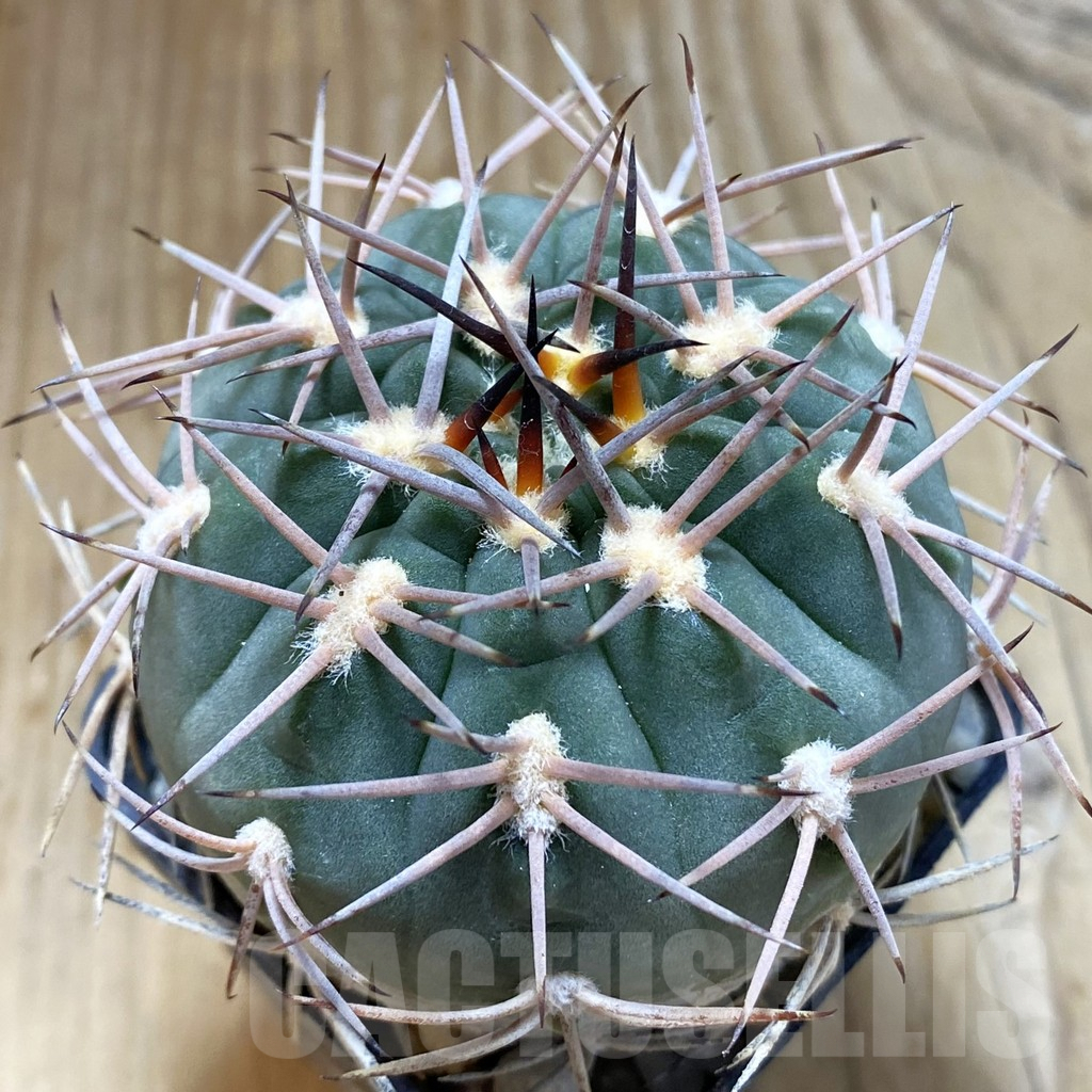 SH5443 Gymnocalycium hossei MT 14-630, La Rioja, Argentina