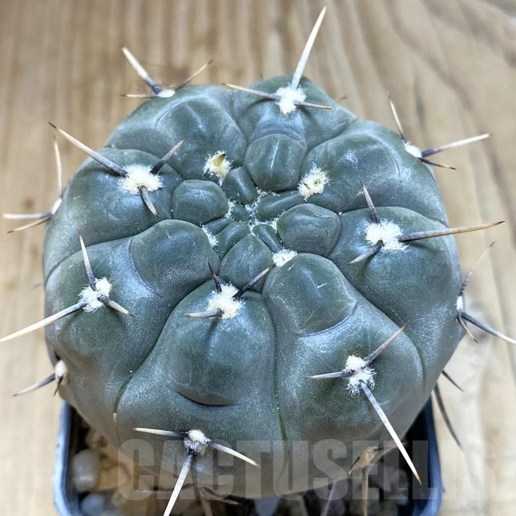 SH5444 Gymnocalycium borthii v. nogolense