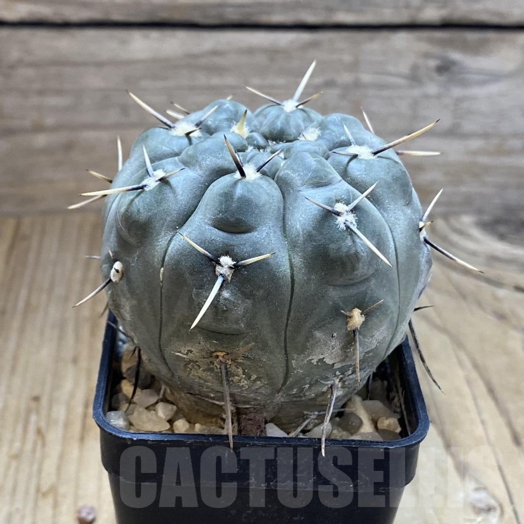 SH5444 Gymnocalycium borthii v. nogolense - immagine 2