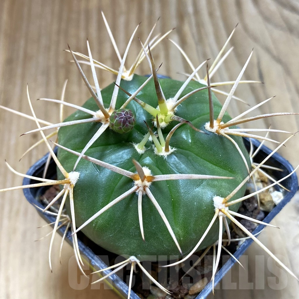 SH5447 Gymnocalycium eurypleurum -Cerro Leon, Paraguay-