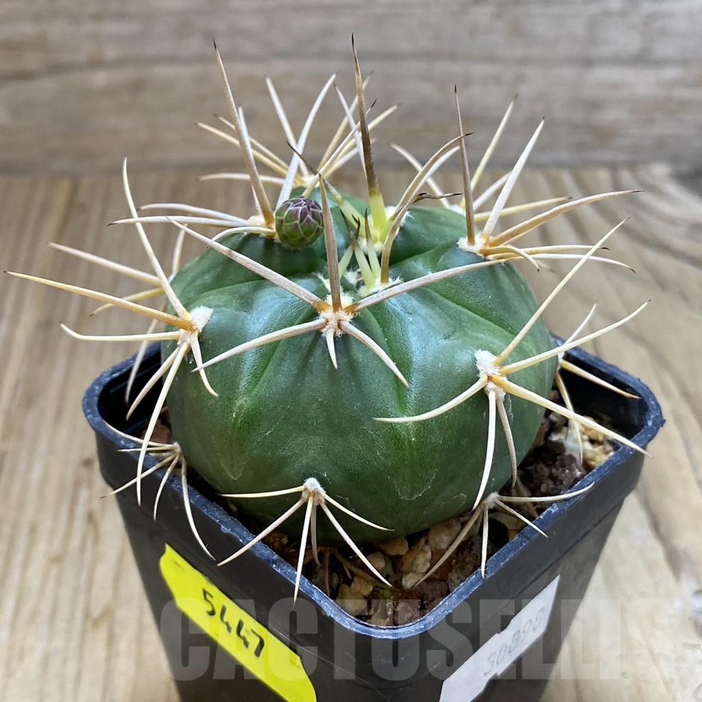 SH5447 Gymnocalycium eurypleurum -Cerro Leon, Paraguay- - Image 2