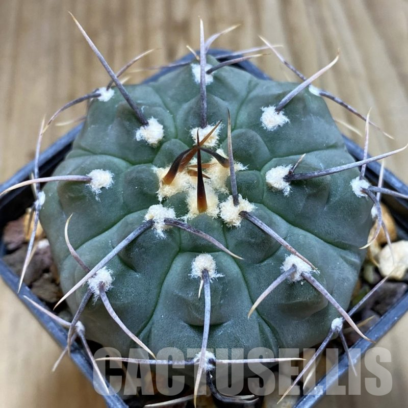 SH5448 Gymnocalycium vatteri 1-spines