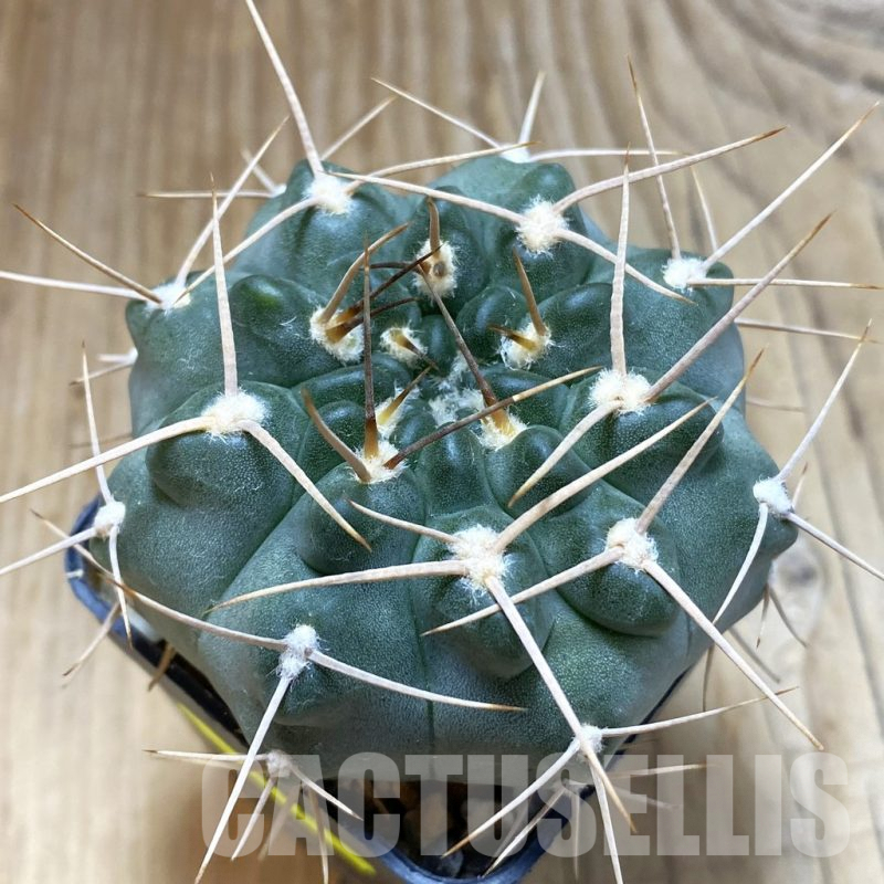 SH5452 Gymnocalycium intertextum, long spines