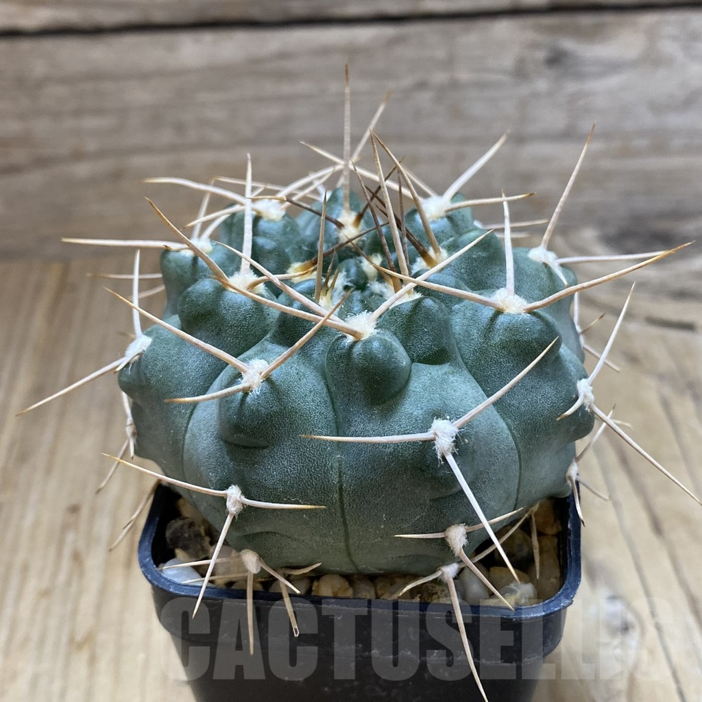 SH5452 Gymnocalycium intertextum, long spines - Image 2