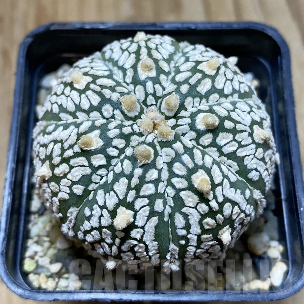 SH5453 Astrophytum asterias ‘Super Kabuto’