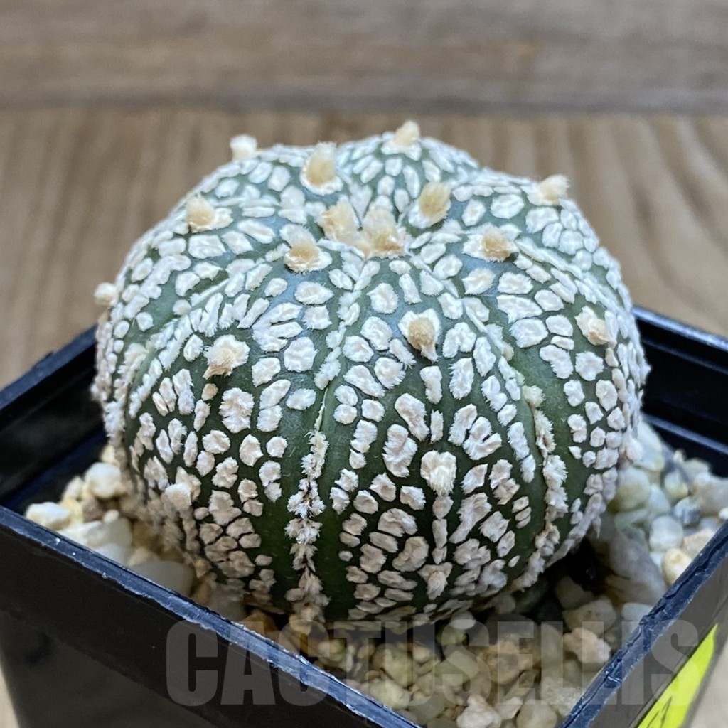 SH5453 Astrophytum asterias ‘Super Kabuto’ - Obrázek 2