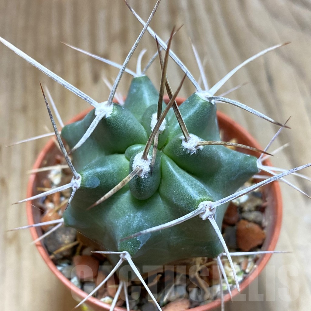 SH5455 Echinocereus triglochidiatus