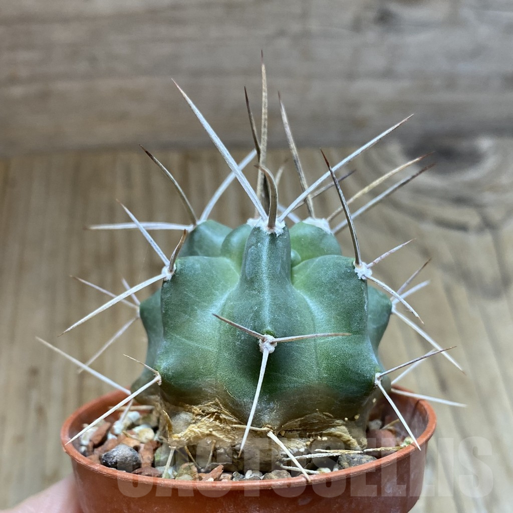 SH5455 Echinocereus triglochidiatus - Image 2