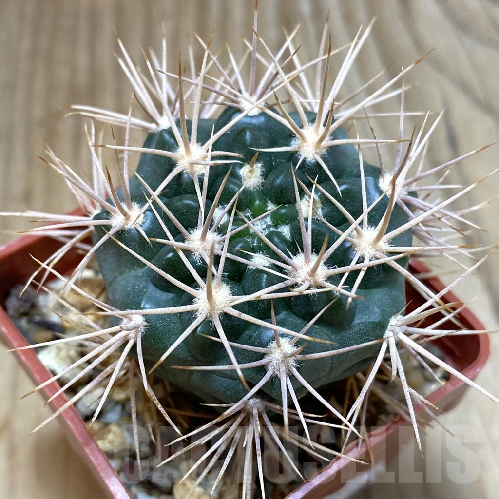 SH5457 Gymnocalycium neuhuberi LB289