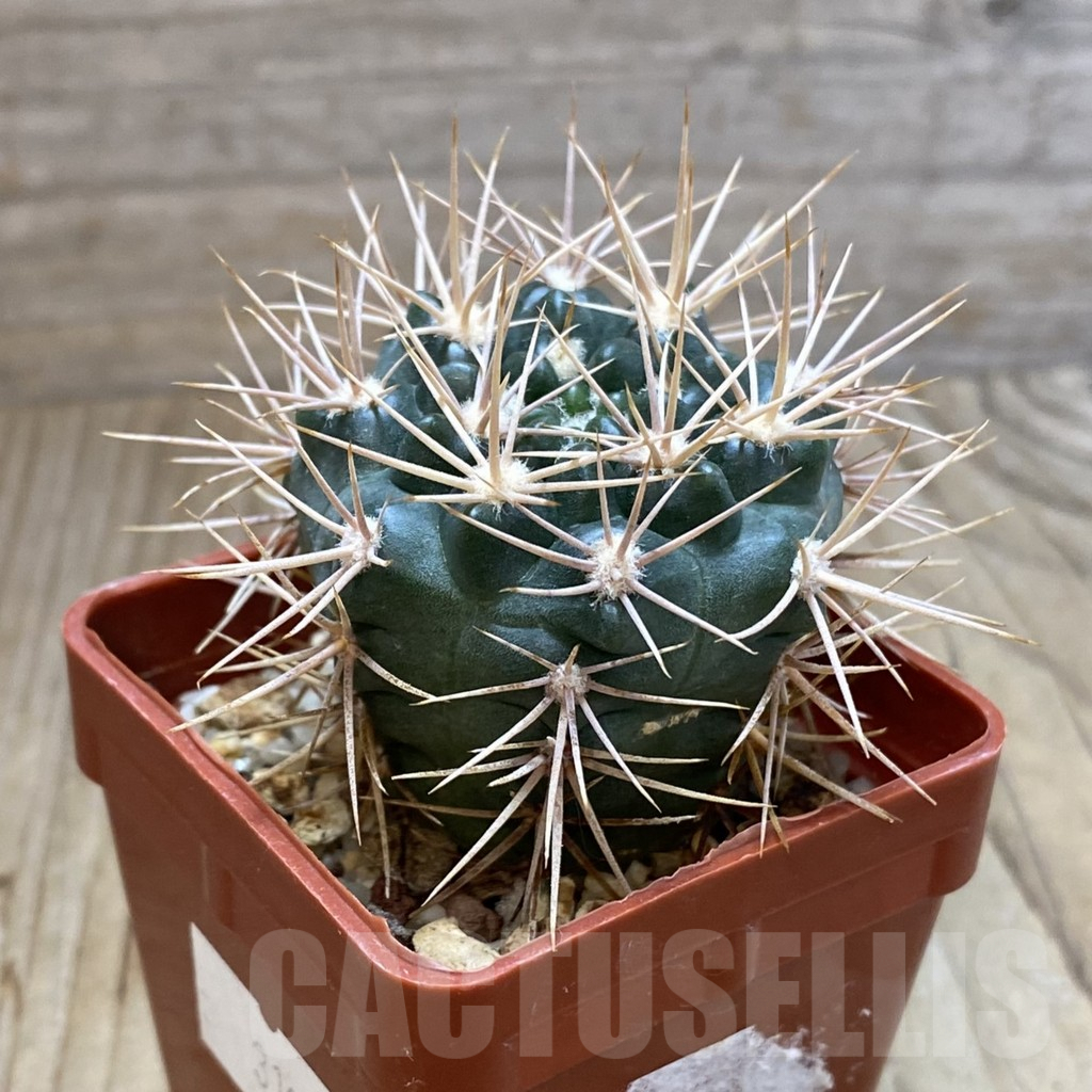 SH5457 Gymnocalycium neuhuberi LB289 - Image 2