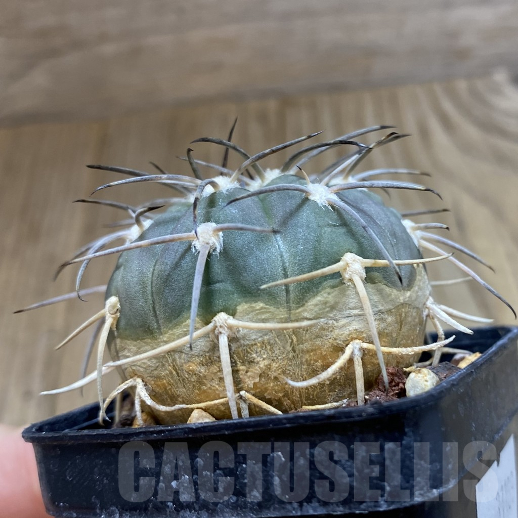 SH5417 Gymnocalycium spegazzinii TOM 119/1, Tolombon, Salta, Argentina - immagine 2