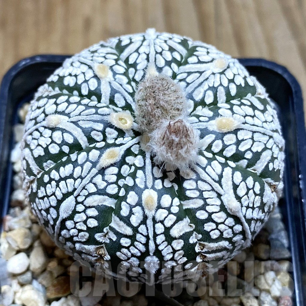 SH5419 Astrophytum asterias ‘Super Kabuto’