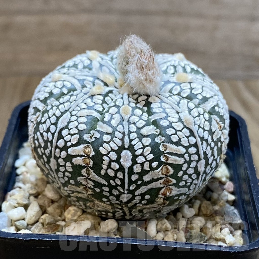 SH5419 Astrophytum asterias ‘Super Kabuto’ - Image 2