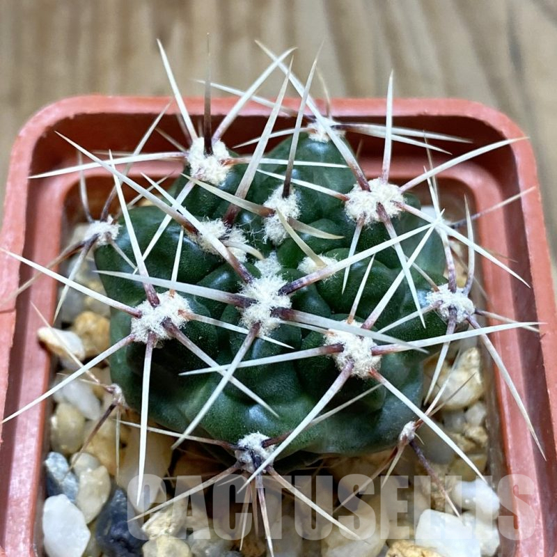 SH5420 Gymnocalycium monvillei ssp. gertrudae VG 1156, San Luis, El Triangulo 1567m, Argentina