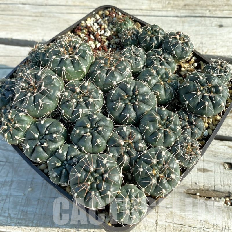 SET135 Gymnocalycium gaponii ssp. geyeri VG 056