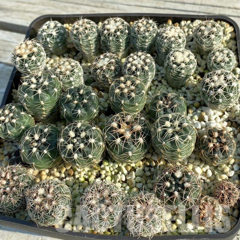 SET137 Gymnocalycium bruchii ssp. renatae GN 234/722 x Gymnocalycium carolinense ssp. ludwigii VG 1411 x Gymnocalycium carolinense ssp. fedjukinii VG 1468