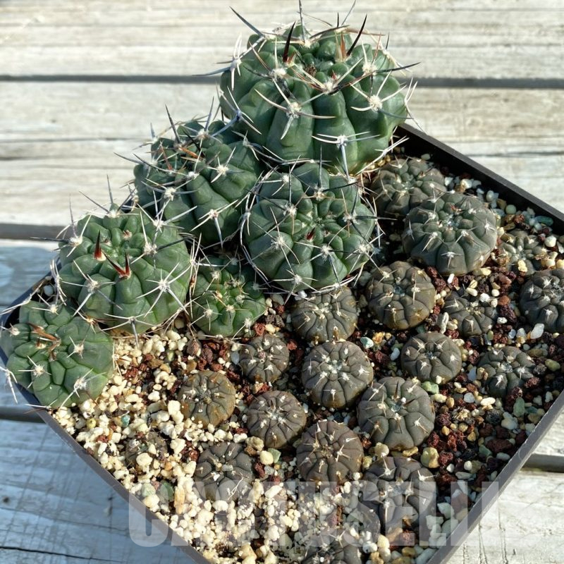 SET134 Gymnocalycium bodenbenderianum VG 686 x Gymnocalycium prochazkianum ssp. simplex VOS 13-1353a